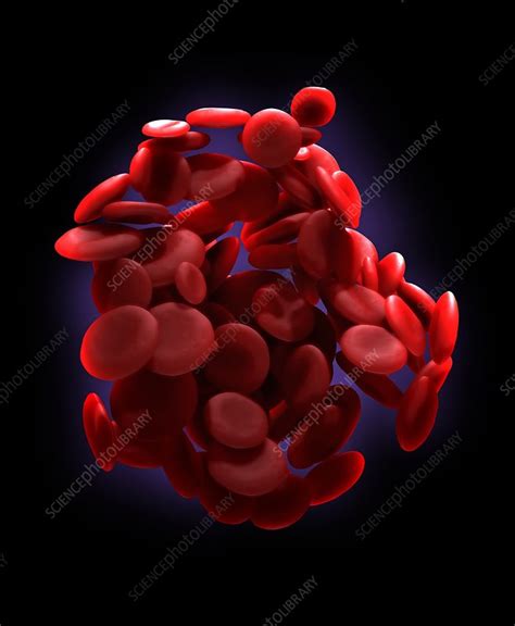 Red Blood Cells Artwork Stock Image C0164627 Science Photo Library