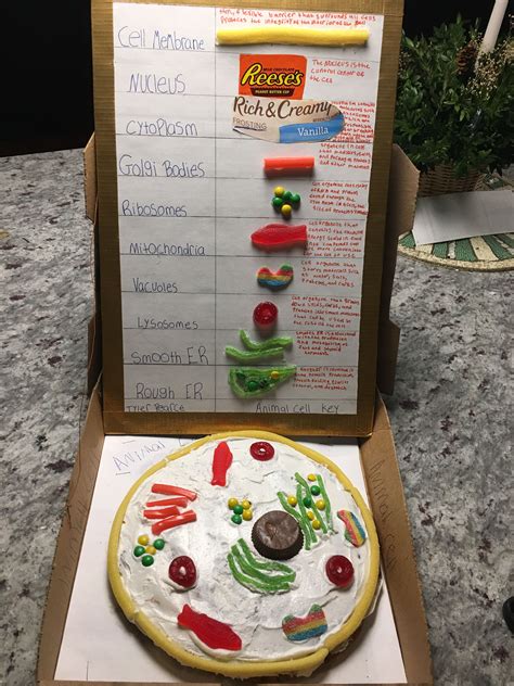 13 Edible Animal Cell Model Anime Sarahsoriano