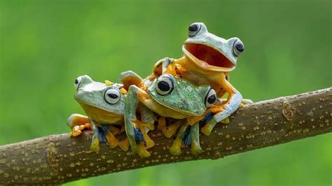 1920x1080px 1080p Free Download Three Green Yellow Frogs On Tree