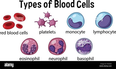 Types Of Blood Cells Illustration Stock Vector Image And Art Alamy