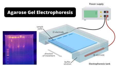 Biology 101 Gel Electrophoresis Moosmosis
