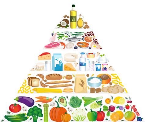 Food And Food Pyramid Diagram Quizlet