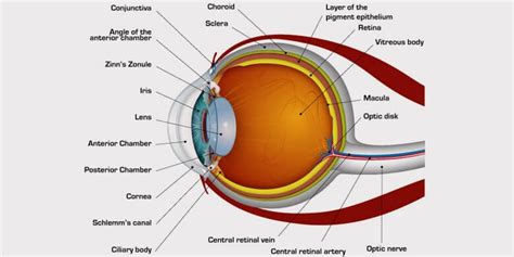 The Human Eye Facts Functions Structure And Problems