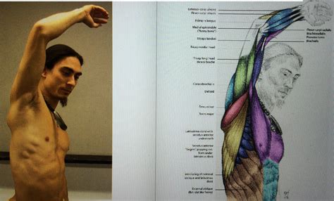 Anatomy Raised Arm Armpit Torso Masculino Educação Fisica