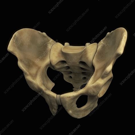 Pelvic Bones Male Artwork Stock Image C0204205 Science Photo