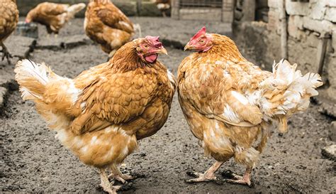 Chicken Behavior The Politics Of The Pecking Order Hobby Farms
