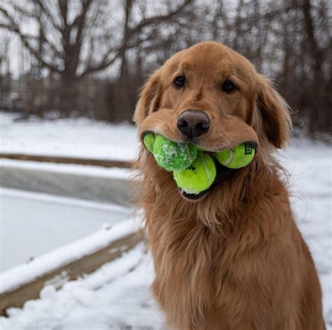 This Golden Retriever Can Fit 6 Tennis Balls In His Mouth — Learn His