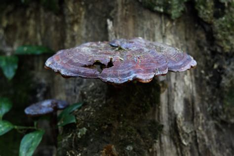 Louisiana Mushroom Identification The Complete Hunting Guide