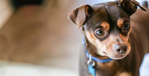 Miniature Pinscher Dog Breed Information Breed Advisor