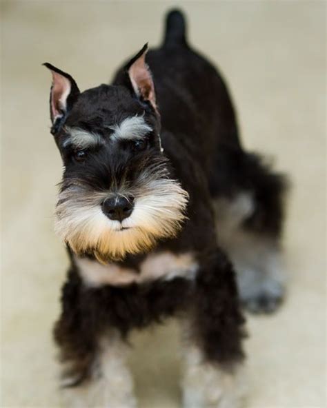 Scot079s Image Miniature Schnauzer Puppies Schnauzer Puppy