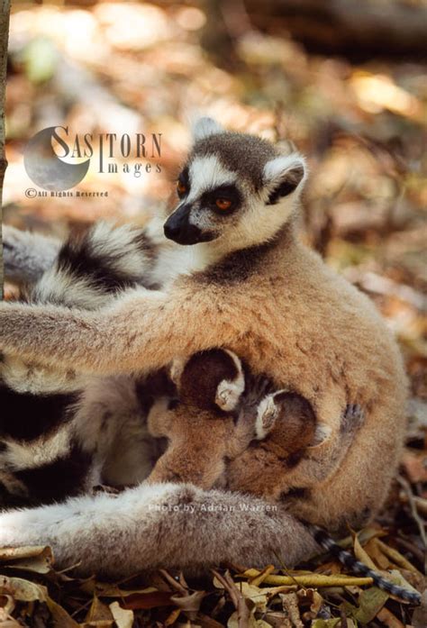 Ring Tailed Lemurs Lemur Catta Female With Twin Babies Berenty