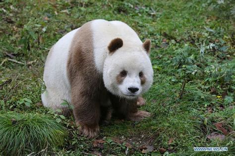 Voici Qizai Un Très Rare Panda Géant Brun Qui Vit En Chine