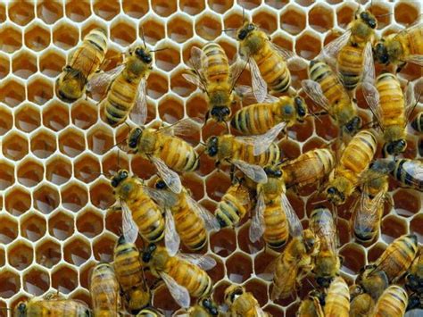 Bee UA пчеловодство для всех: Простой способ развития пчелиной семьи ...
