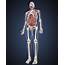 Full Length View Of Male Human Body With Organs Stretched Canvas 