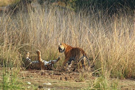 Royal Bengal Tigers Playing Photograph By Jagdeep Rajput Fine Art America