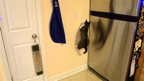 Cat Jumping At The Wall Repeatedly YouTube