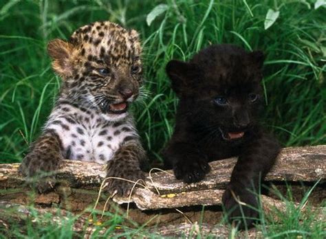 Cub Black Panther Cub Cub Leopard Panther Black Panther