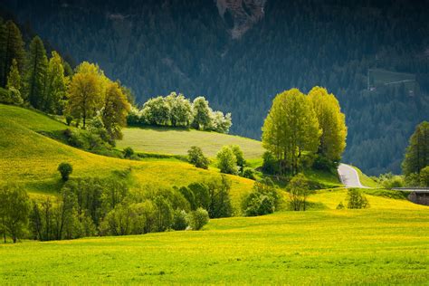 Vibrant Green Summer Trees And Flowering Meadow In Switzerland A The