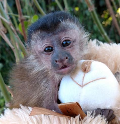 Monkeys can be a good pet for the right person, but 99.9999999% of people should never consider them. Primate Store - Monkeys for sale