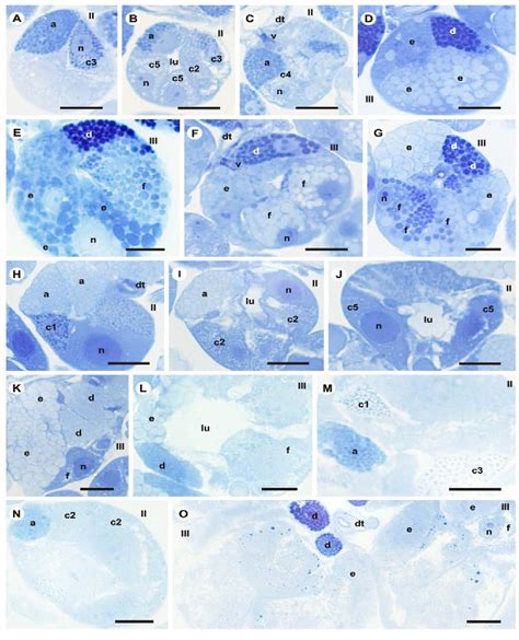 Figure 1 From Secretory Behavior Of Salivary Glands Of Rhipicephalus