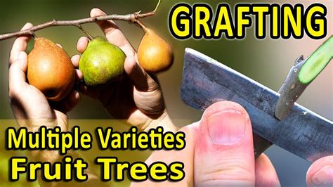 How To Graft Multiple Varieties Fruit Trees And Avoid The Most Common