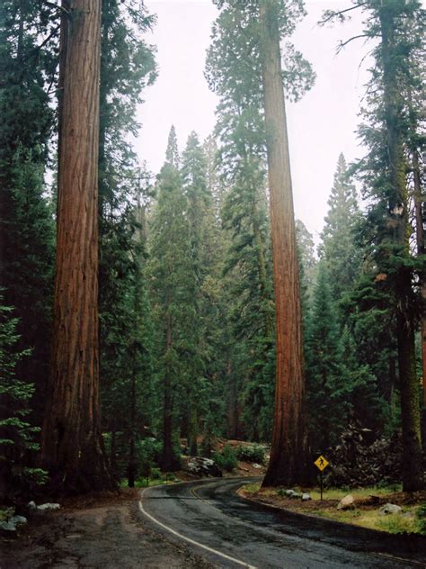 The Generals Highway Sequoia National Park California