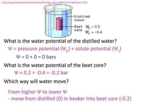 Ppt Water Moves From A Region Of Higher Water Potential To A Region