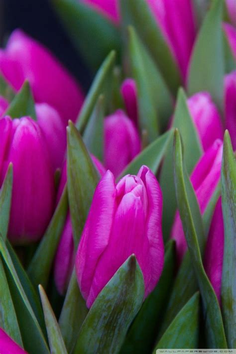 Close Up Of A Purple Tulip Wallpapers 95 Wallpapers Hd Wallpapers