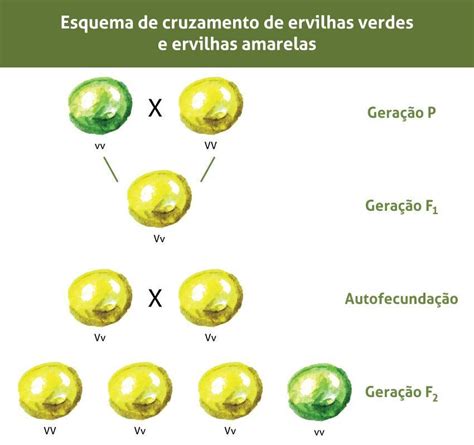 Sobre As Conclusões Obtidas A Partir Dos Experimentos De Mendel Modisedu