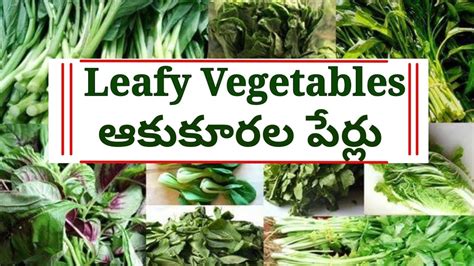 Names Of Leafy Vegetables In Telugu And English ఆకుకూరల పేర్లు