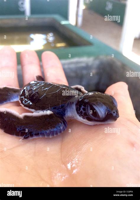 Baby Black Sea Turtle Hi Res Stock Photography And Images Alamy