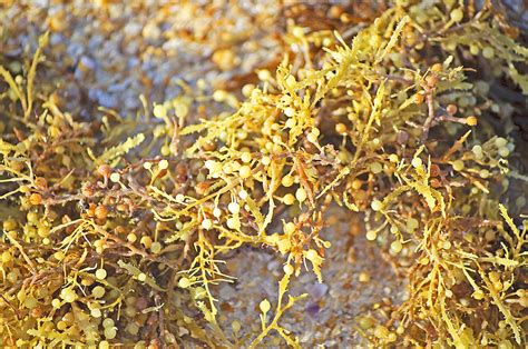 Sargassum Seaweed By Kenneth Albin