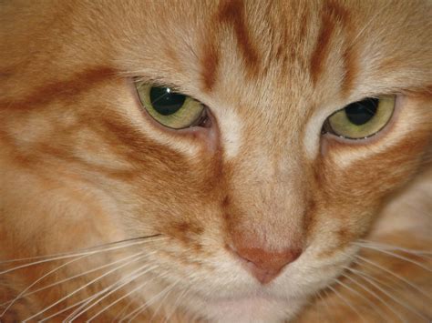 Orange Cat Beautiful Orange Tabby Maine Coon Alana Sise Flickr