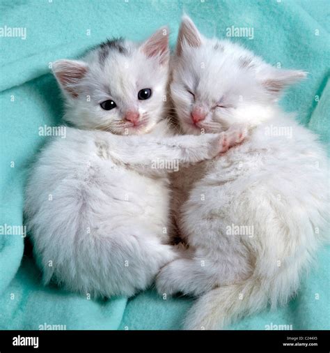 Cute White Kittens Sleeping Together Stock Photo Alamy