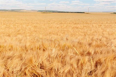 Harvest Coming Soon A Barley Field Extending Into The Distance To The