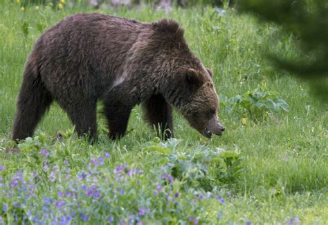 Yellowstone Grizzly Bears To Be Removed From Endangered Species List