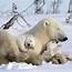 Polar Bear Family  Baby Bears Animals