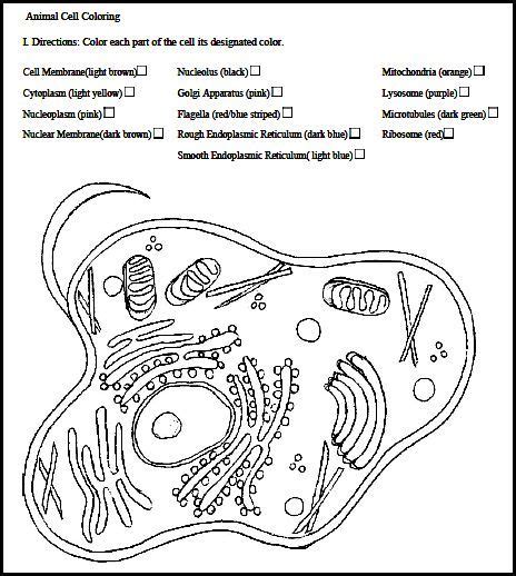 Animal cell anatomy activity key. Cells worksheets | Cells | Pinterest | Animal cell ...