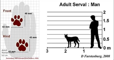 Savannah Cat Size Comparison