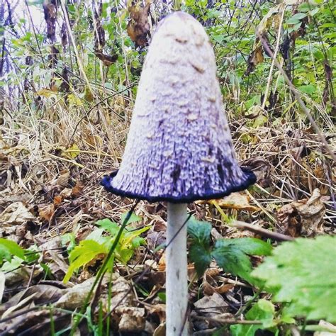 A wide variety of garden mushroom decor options are. Mushroom | Outdoor decor, Bird bath, Decor
