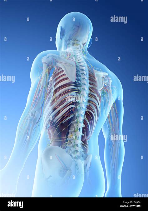 3d Rendered Illustration Of A Mans Anatomy Stock Photo Alamy