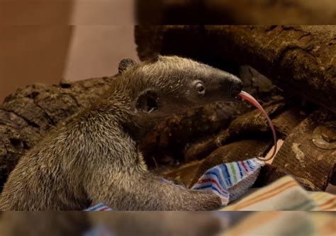 Los Angeles Zoo Celebrates First Ever Birth Of Southern Tamandua An