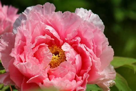 Download Pink Flower Close Up Flower Nature Peony Hd Wallpaper