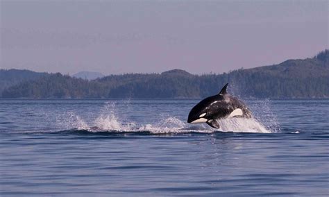 Marine Mammal Protection Act Defenders Of Wildlife