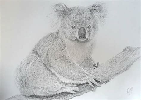 How To Draw A Koala Realistic Aesthetic Drawing