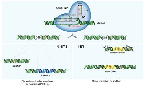Schematic Illustration Of The Crisprcas9 System And Genome Editing