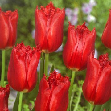 Everything is coming up roses at blooming bulb, where you'll discover an a to z selection of. Online Wholesale Flower bulbs and Perennials | Green ...