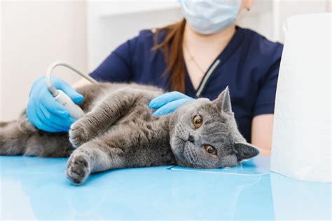 Stomach Cancer In Cats Causes Symptoms And Treatment