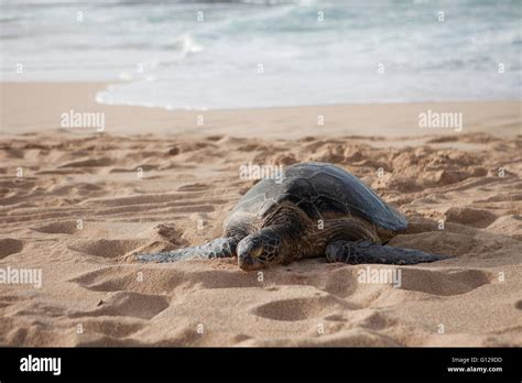 Honu Green Sea Turtle Resting On North Shore Oahu Beach Hawaii Basking In Sun Near Shore