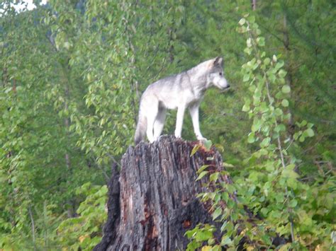 Aspen Lupo Grigio Northern Lights Wildlife Wolf Center Flickr